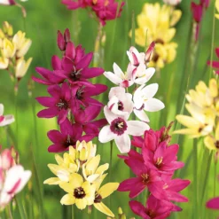 None Ixia Mixed -Herbs Growing Sales Store 12889218 2015022410861502