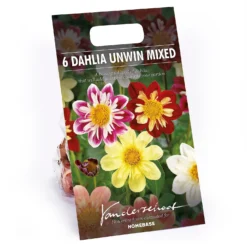None Dahlias Unwinn Collorette Mixed
