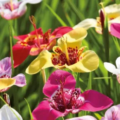 None Tigridias Pavonia Mixed 5 None Tigridias Pavonia Mixed -Herbs Growing Sales Store 12889221 1625022410872926