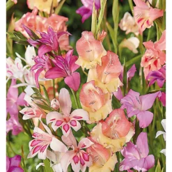 None Gladioli Nanus Mixed -Herbs Growing Sales Store 12889222 1625022410684526