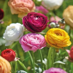 None Ranunculus Mixed -Herbs Growing Sales Store 12889396 1245022410868807