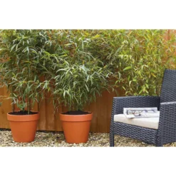 Bamboo Gold Phyllostachys Aureosulcata Aurea 10L -Herbs Growing Sales Store 12892481 2114843901554533