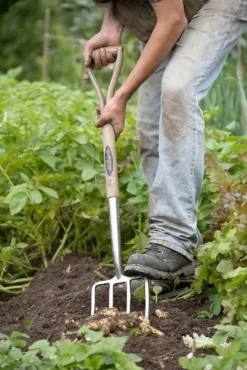 Spear & Jackson Traditional Stainless Digging Fork -Herbs Growing Sales Store 12904675 1274851072244143