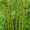 Bamboo Yellow Phyllostachys Aureosulcata Spectabilis 10L