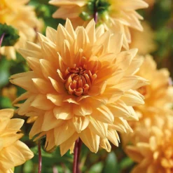 None Decorative Dahlia Noordwijks Glorie Flower Bulbs -Herbs Growing Sales Store 13436276 1615022410701665