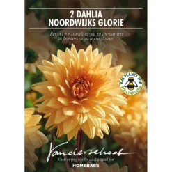 None Decorative Dahlia Noordwijks Glorie Flower Bulbs -Herbs Growing Sales Store 13436276 9015022410651454