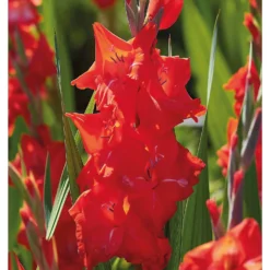 None Gladioli Kir Royal Flower Bulbs -Herbs Growing Sales Store 13436278 1145022421494144