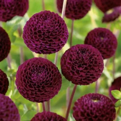None Pompon Dahlia Rocco Flower Bulbs -Herbs Growing Sales Store 13436279 1325022421492983