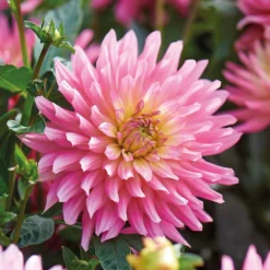 None Decorative Dahlia Extase Flower Bulbs -Herbs Growing Sales Store 13436283 1615022410698833