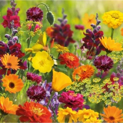 None Seed Mixture Of Bright Flowers -Herbs Growing Sales Store 13436285 9885022448046142