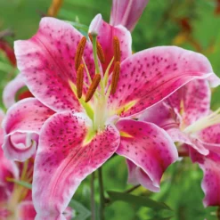 None Oriental Lily Stargazer Flower Bulbs -Herbs Growing Sales Store 13436287 1705022421675944