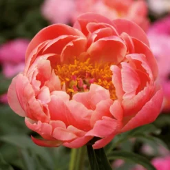 None Peony Lactiflora Coral Sunset Flower Bulb -Herbs Growing Sales Store 13436289 2535022448150857