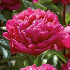 Peony Karl Rosenfield Flower Bulb -Herbs Growing Sales Store 13436298 1635022448228383