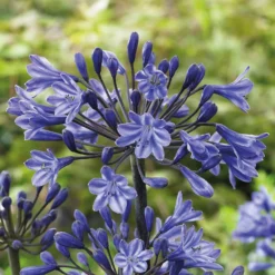 Agapanthus Black Buddhist Flower Bulb -Herbs Growing Sales Store 13436301 2145022448067823