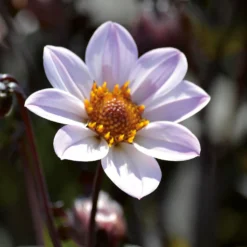 Dahlia HR Princess Flower Bulbs -Herbs Growing Sales Store 13436302 1855022447978969