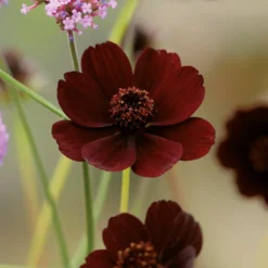 Chocolate Cosmos Flower Bulb -Herbs Growing Sales Store 13436305 1615022448208601