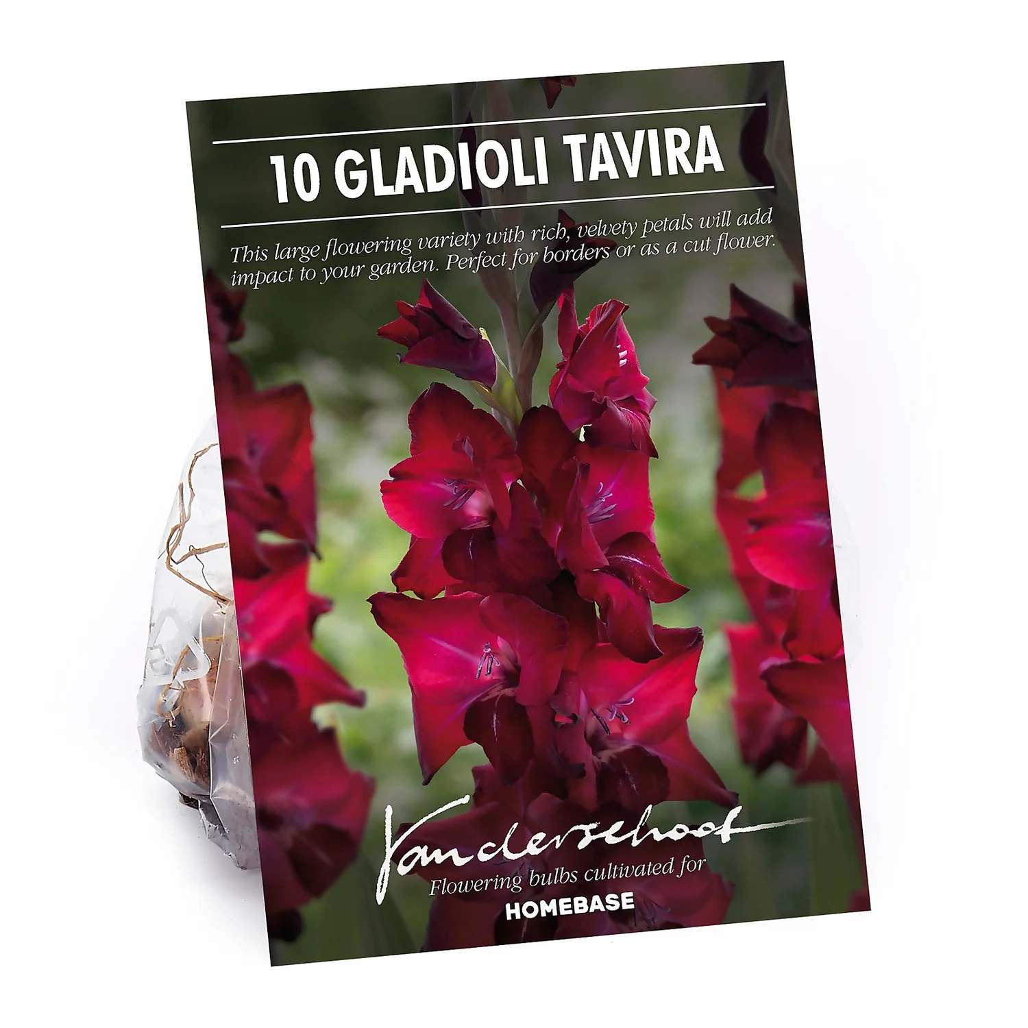 Gladioli Tavira Flower Bulbs 1 Gladioli Tavira Flower Bulbs