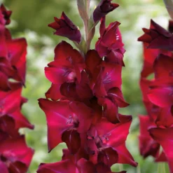 Gladioli Tavira Flower Bulbs 5 Gladioli Tavira Flower Bulbs -Herbs Growing Sales Store 13436306 9655022448034649