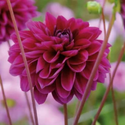 Dahlia Le Baron Flower Bulbs -Herbs Growing Sales Store 13436310 8565022448272576
