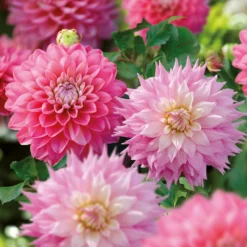 Dahlia Sir Ralph Ramsey And Melody Pink Allegro Flower Bulbs -Herbs Growing Sales Store 13436312 5465022448295469