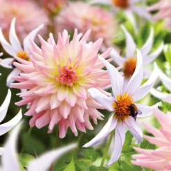 Dahlia Melody Gipsy And Honka Fragile Flower Bulbs -Herbs Growing Sales Store 13436315 1535022448022070