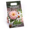Dahlia Melody Gipsy And Honka Fragile Flower Bulbs