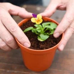 Coco & Coir Coco Grow+ Seed & Cutting Compost + 20% Perlite - 15L -Herbs Growing Sales Store 13487127 4074919980845315