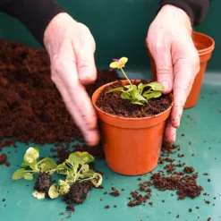 Coco & Coir Coco Boost All Purpose Compost With Added Nutrients - 15L -Herbs Growing Sales Store 13487131 4394919981240271