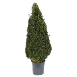 Buxus (Box) 24cm Pyramid 70-80cm