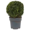 None Buxus Ball 3L
