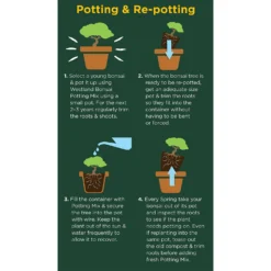 Westland Bonsai Potting Mix Peat Free 4L -Herbs Growing Sales Store 14013787 2185003754340767
