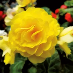 Begonia Double Yellow -Herbs Growing Sales Store 14194645 2575015428935441
