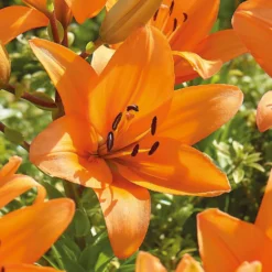 Lilium Orange Summer -Herbs Growing Sales Store 14194647 1715015428974612