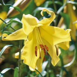 Lillium Golden Splendour -Herbs Growing Sales Store 14194648 1955015428964127