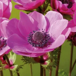 Anemone Coronaria Sylphide -Herbs Growing Sales Store 14194649 8875015428776405