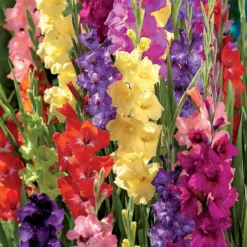 Gladiolus Bright Mixed -Herbs Growing Sales Store 14194651 6275015428969989