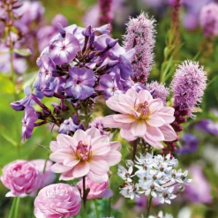 Collection Butterfly Attracting 5 Collection Butterfly Attracting -Herbs Growing Sales Store 14194652 1455015428981278