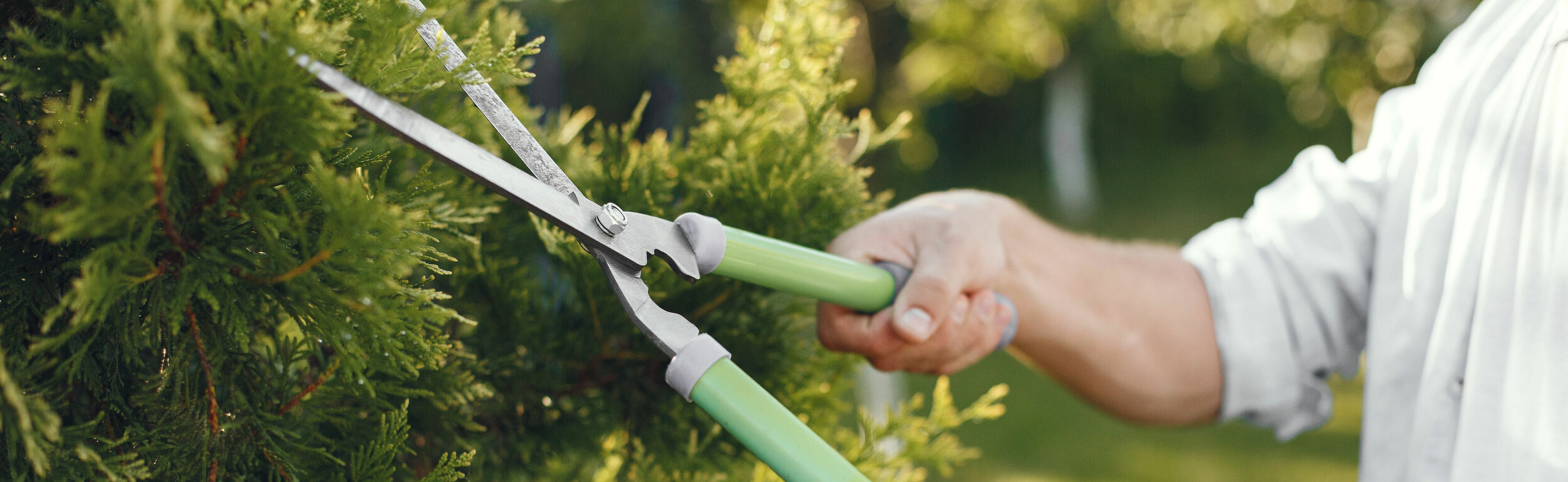 Herbs Growing Sales Store -Herbs Growing Sales Store tuingereedschap heggenschaar